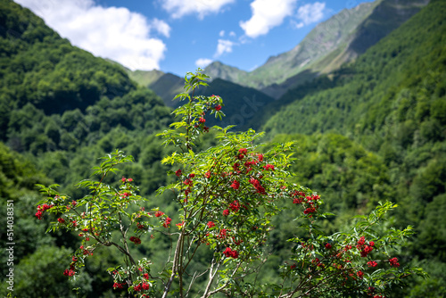 red elderberry tree in the mountain