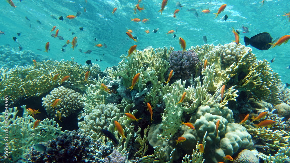 Naklejka premium Beautiful fish on the Red Sea reef.