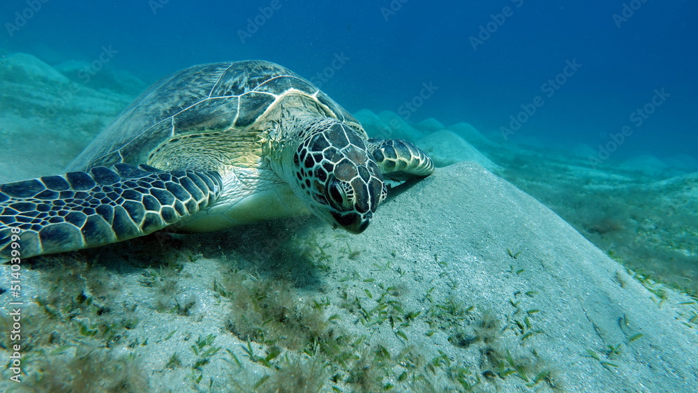 Obraz premium Big Green turtle on the reefs of the Red Sea.