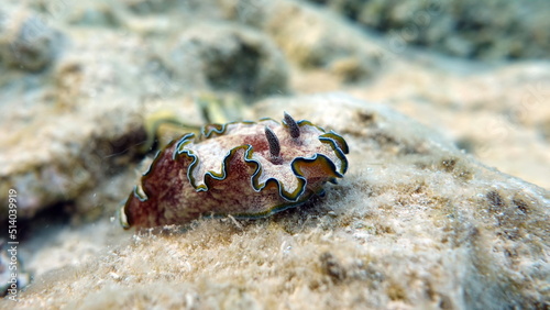 Glossodoris cincta (Lat) 
Nudibranch mollusk. Banded glossodoris
Margin glossodoris .
 photo