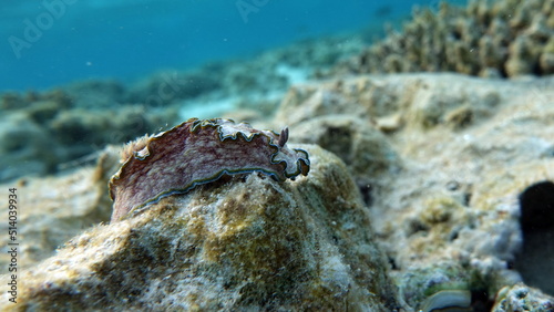 Glossodoris cincta (Lat) 
Nudibranch mollusk. Banded glossodoris
Margin glossodoris .
 photo