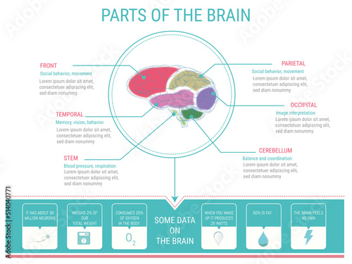World brain day, vectorial infographics, parts of a brain, front, temporal, stem, parietal, occipital, cerebellum and some curious facts, July 22 world brain day.