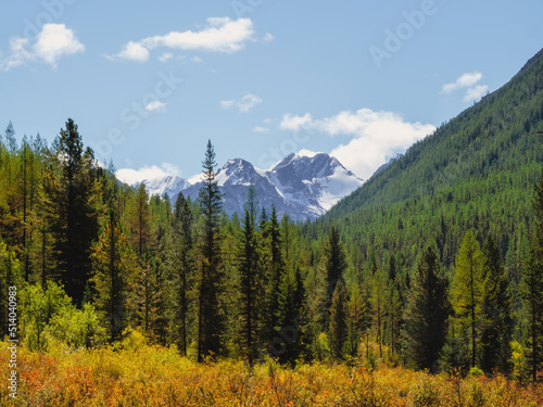 Minimalist atmospheric mountains landscape with big snowy mountain top over alpine green forest. Bright landscape with big mountain peak with glacier behind green fir tops in sunny day.