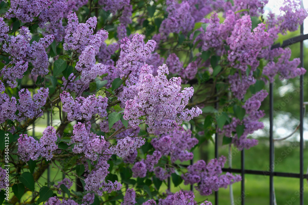 Beautiful lilac flowers with selective focus. Violet lilac flower with blurred green leaves. Blooming lilac bush with a delicate tiny flower.