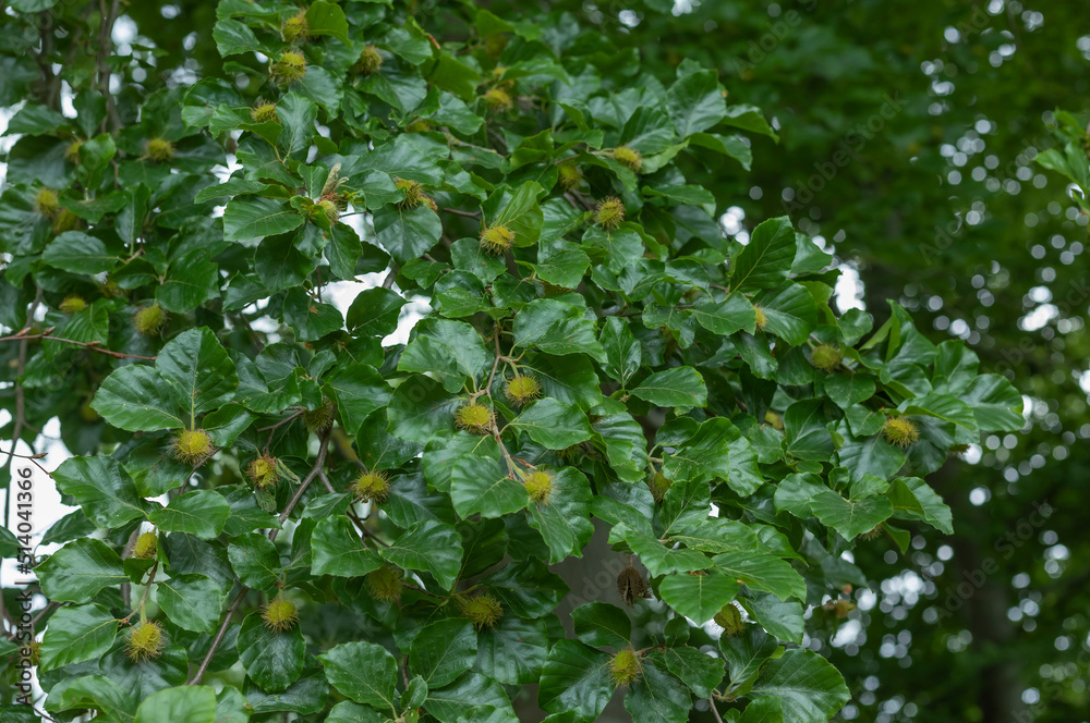 Beech nuts starting to develop on the tree Beech nuts starting to develop on the tree
