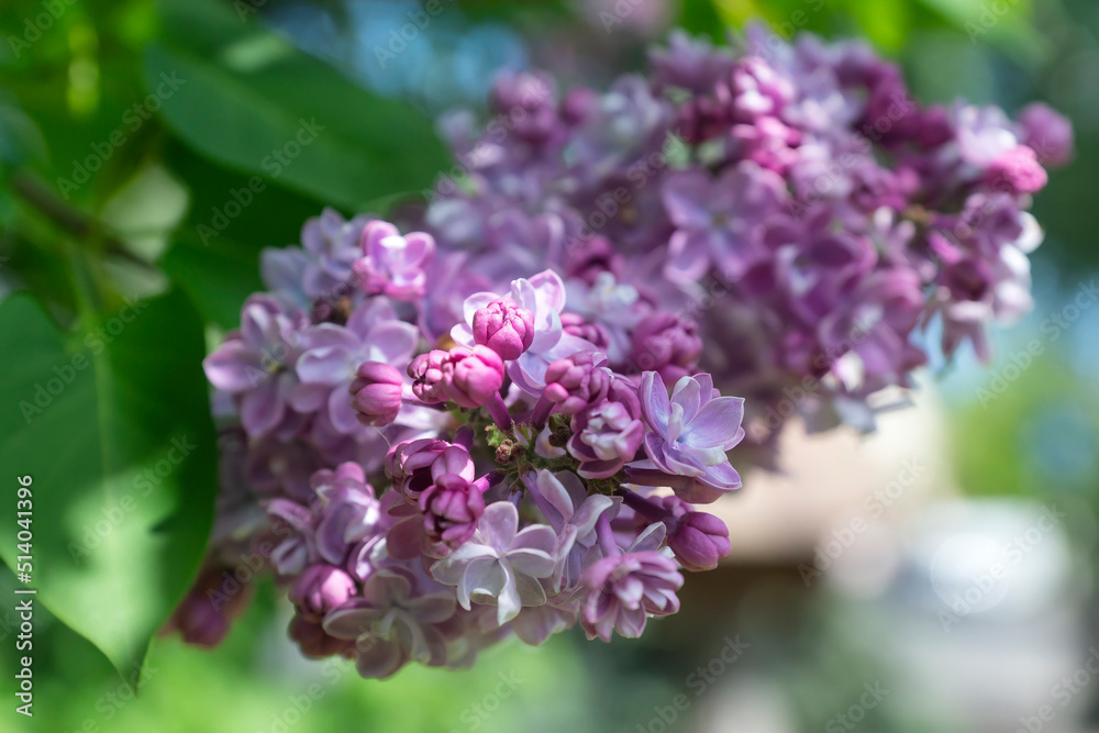 Beautiful lilac flowers with selective focus. Violet lilac flower with blurred green leaves. Blooming lilac bush with a delicate tiny flower.