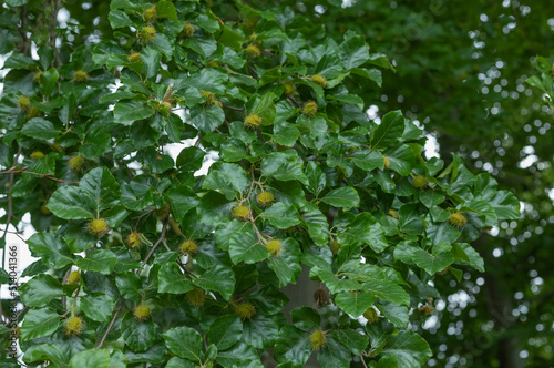 Valokuva Beech nuts starting to develop on the tree