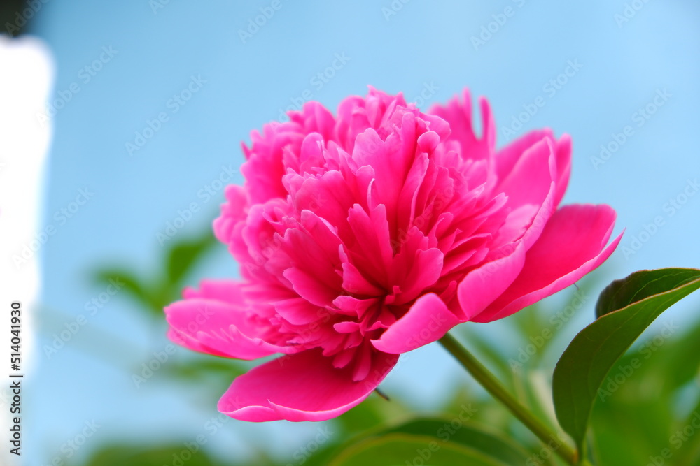 Peonies, bright beautiful flowers close-up. A peony flower in a crystal vase on the background of old wooden boards.