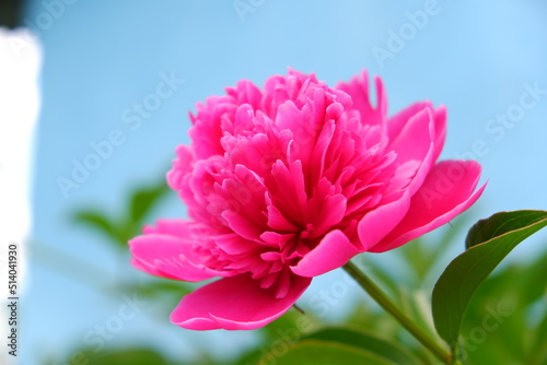 Peonies  bright beautiful flowers close-up. A peony flower in a crystal vase on the background of old wooden boards.