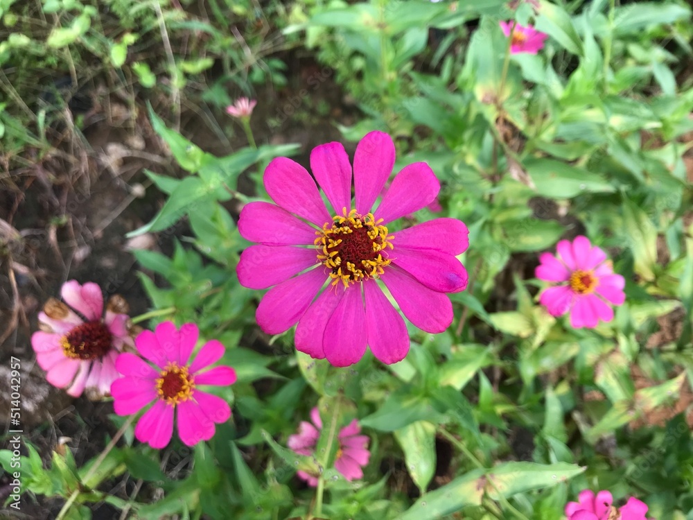 beautiful flower pink color with leaf green nature background fresh natural beautiful flower pink color with leaf green nature background fresh natural