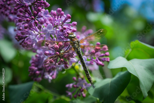 Close-up of a dragonfly resting on a lilac bush.