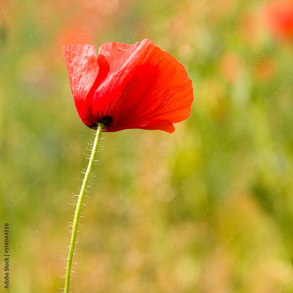Fototapeta premium blühender Mohn auf einem Feld