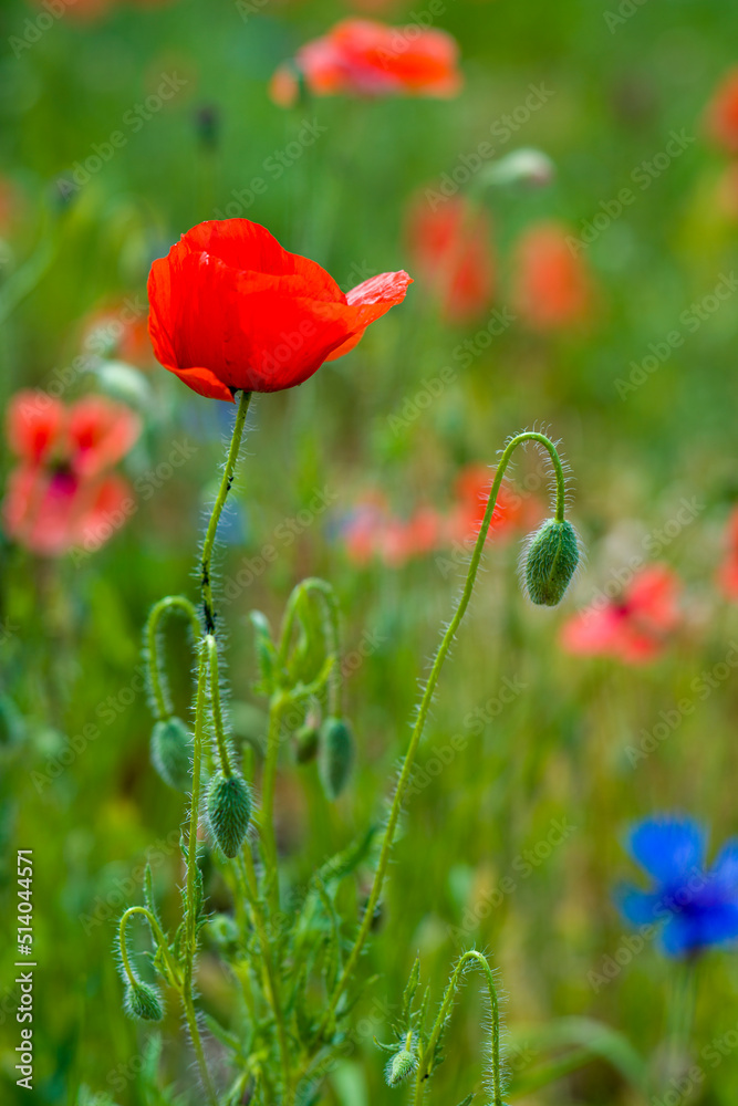 Obraz premium blühender Mohn auf einem Feld