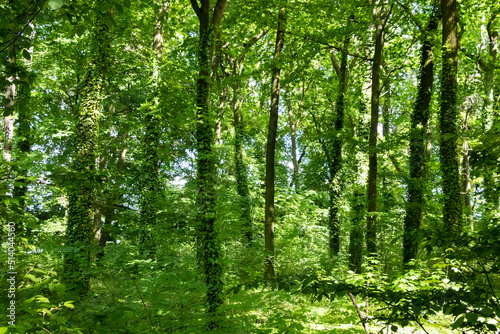 Green Forest