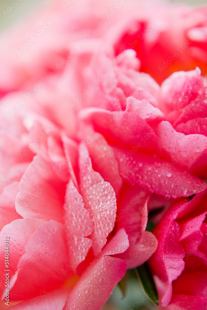 Bouquet of coral peonies in vase Bouquet of coral peonies in vase