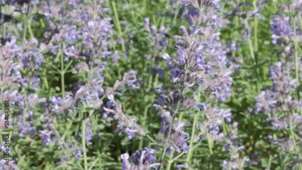 Fassen catnip natural background, natural background. Sunny summer day, outdoor. Swaying in the wind, insects pollinate the plant and collect nectear
