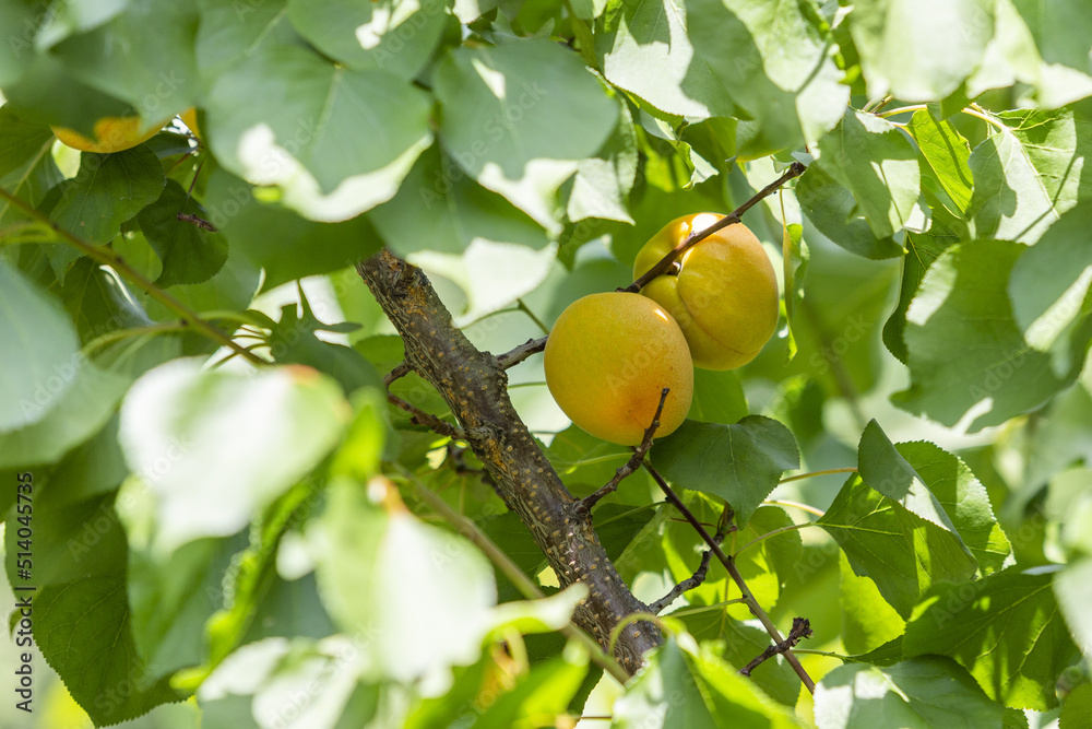 Gelbe Aprikosen auf dem Baum in der Natur 