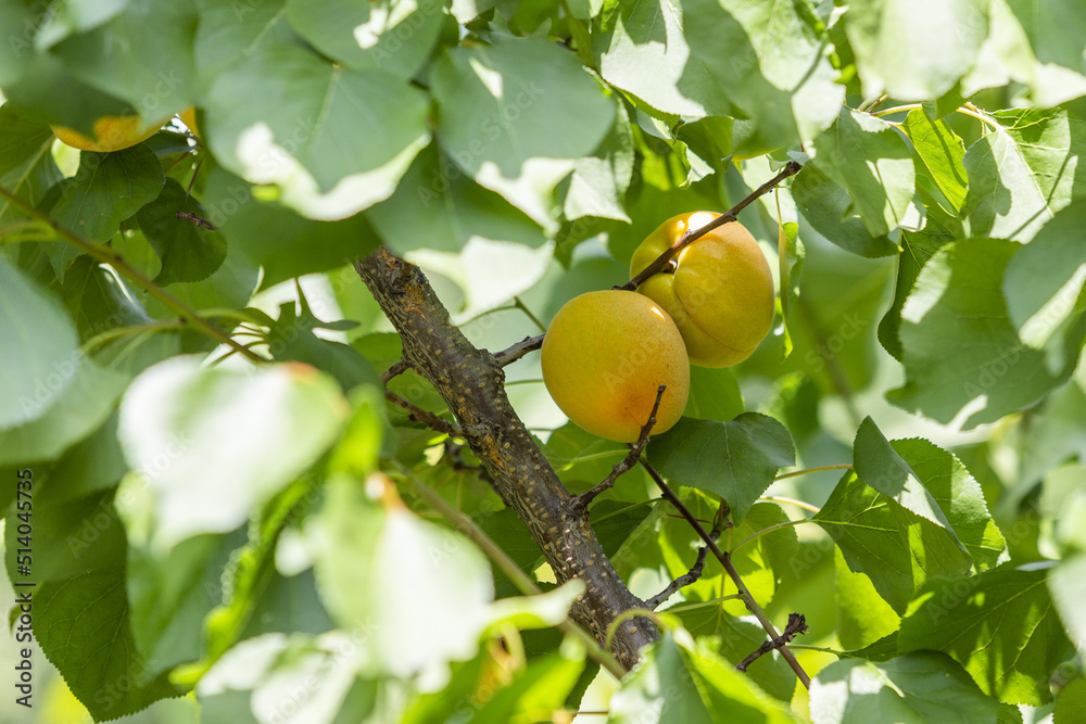Gelbe Aprikosen auf dem Baum in der Natur Gelbe Aprikosen auf dem Baum in der Natur