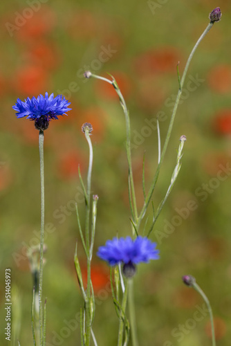 eine blaue Kornblume auf einem Feld