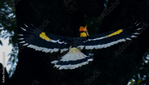 Great Indian Hornbill , state bird of Kerala on its amazing flight . He stretched his beautiful wing and the sound make the Nelliyampathy hills very special. photo