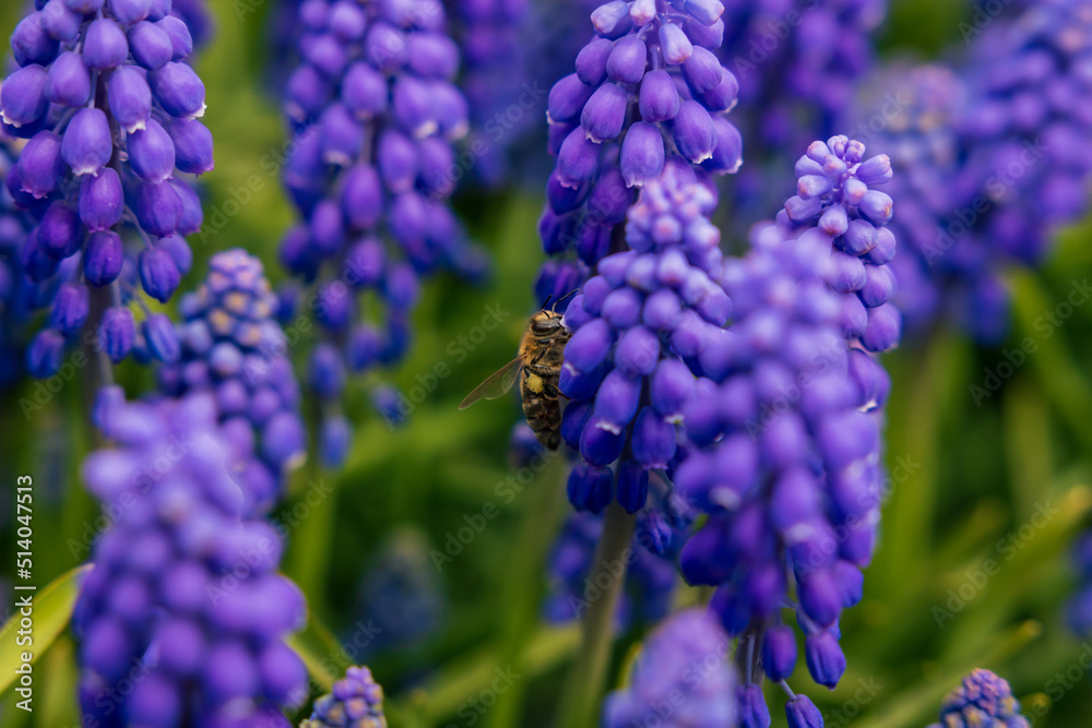 Spring blossom. Bee collecting nectars from the hyacinths in focus Spring blossom. Bee collecting nectars from the hyacinths in focus