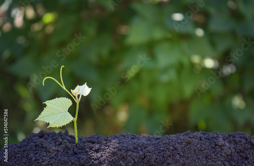 background with a shoot of grapes growing from the ground