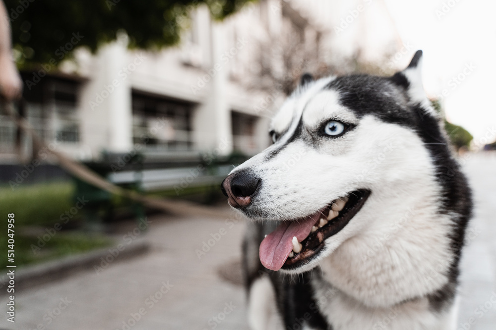 Playful and adorable Siberian Husky puppy outdoors close-up portrait. Husky play on the street. Dogs active lifestyle.