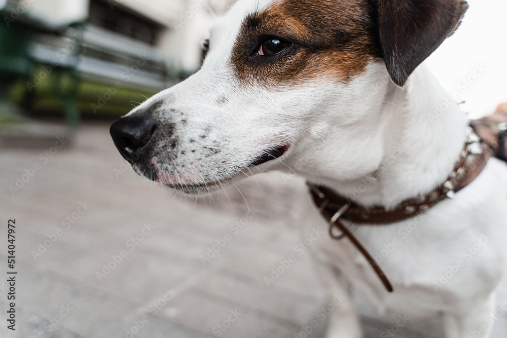 Jack Russell Terrier puppy on the street close-up photo. Active lifestyle of dogs.