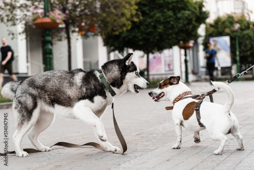 Siberian husky and Jack Russell terrier play on the street. Funny puppy dogs. 2 adorable dogs meet, sniff and playing with each other.