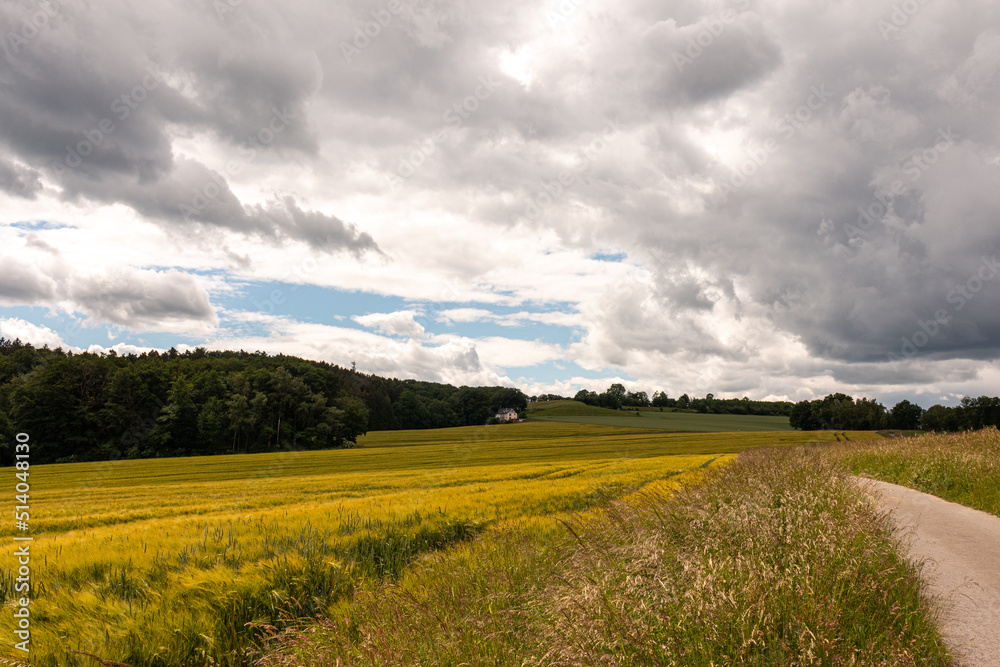 Obraz premium Beautiful summer landscape of Ruhr area in Germany. Small house against the backdrop of a wheat field and forest in front of the hill