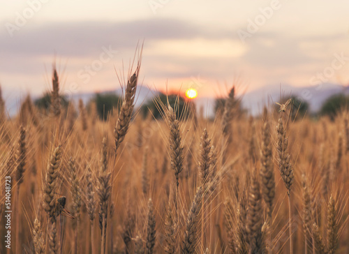 Wheat field on a summer evening. 