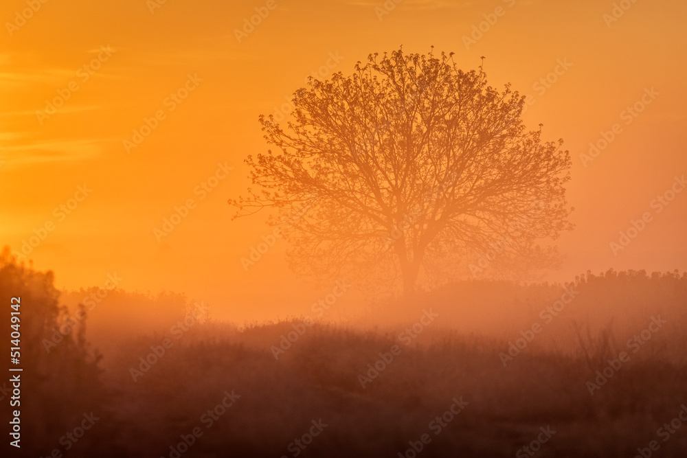 Single tree in rape field with beautiful and colorful sunrise in background Single tree in rape field with beautiful and colorful sunrise in background