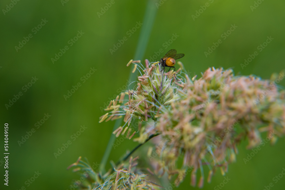 A fly with a yellow belly close-up on blooming wild grass. Suitable for a background image. A fly with a yellow belly close-up on blooming wild grass. Suitable for a background image.