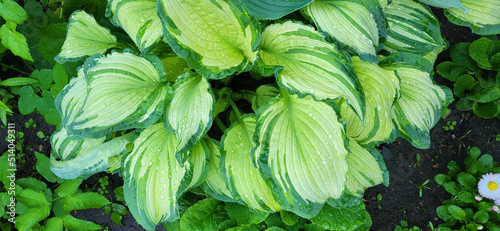 A hosta flower with green leaves grows in a flower bed in the city garden photo