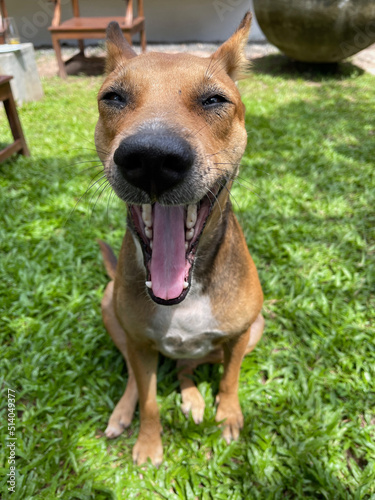 Fototapeta Naklejka Na Ścianę i Meble -  Happy dog yawning