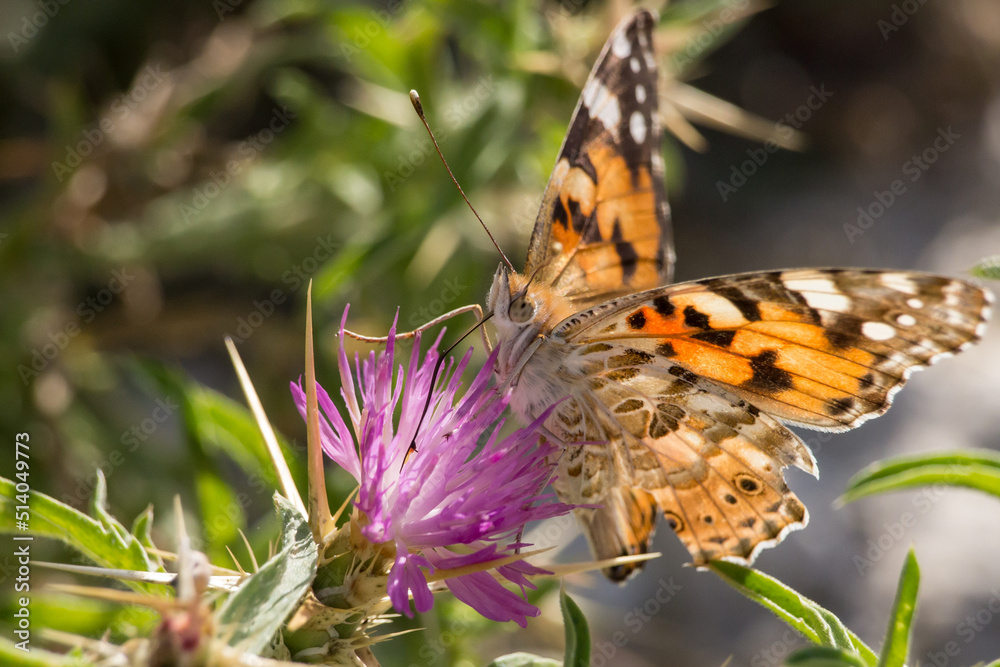 Obraz premium Mariposa vanessa cardui posada en flor centaurea en la Albufera de Gaianes