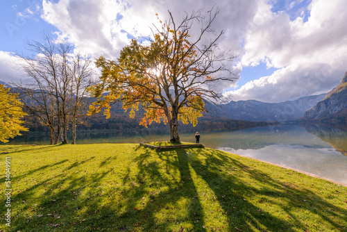 Lonely autumn tree by the lake