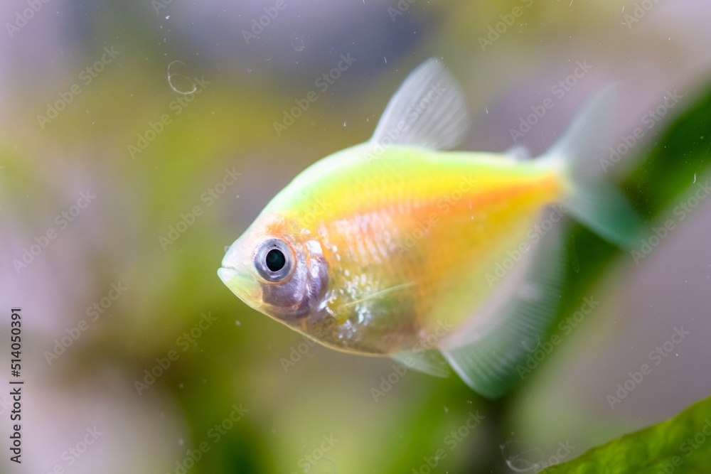 Aquarium nature life water color. fin tropical Aquarium nature life water color. fin tropical