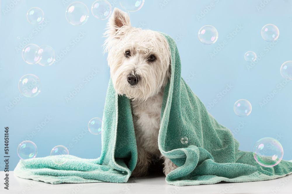 Dog bath places hotsell
