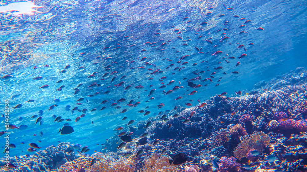 School of fish in the red sea, underwater life. Corals and algae in sea water.Concept of tourism, diving, travel, environment, underwater life. High quality photo