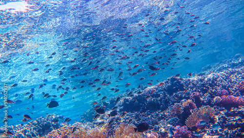 School of fish in the red sea  underwater life. Corals and algae in sea water.Concept of tourism  diving  travel  environment  underwater life. High quality photo