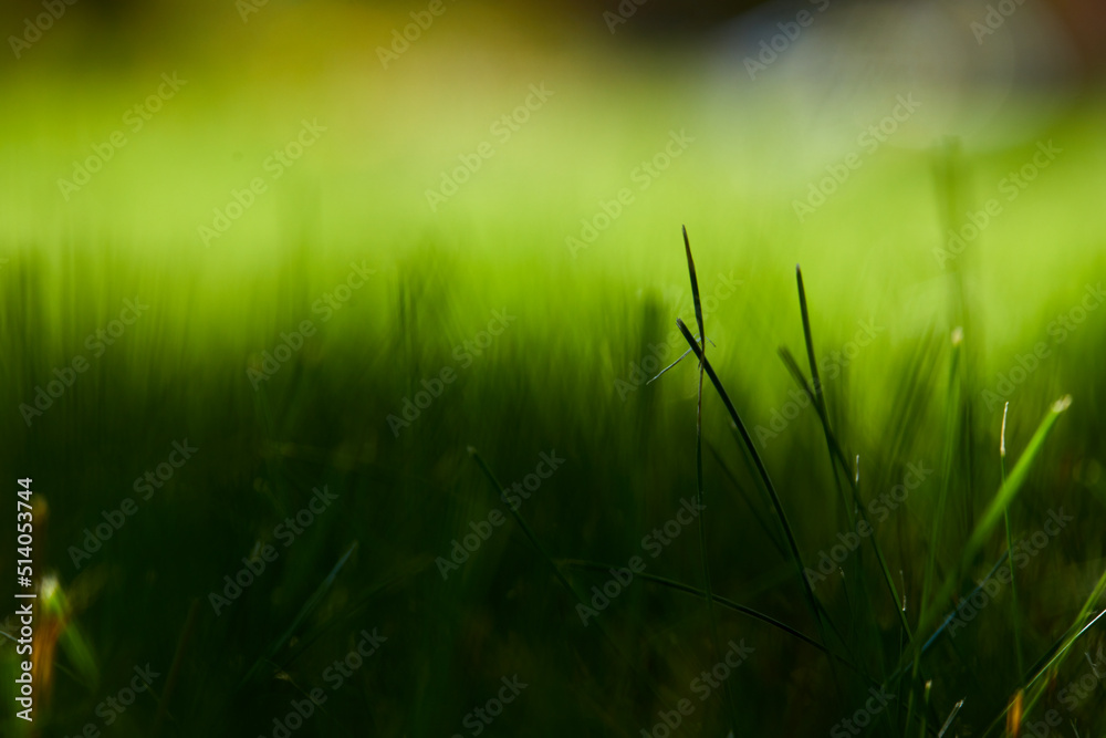 Add to Likebox.Lush green grass on sunny day