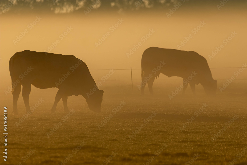 Naklejka premium cows grazing in a field