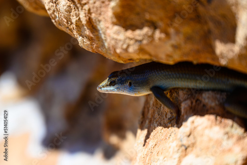 Skink between the rocks in Namibia Africa photo