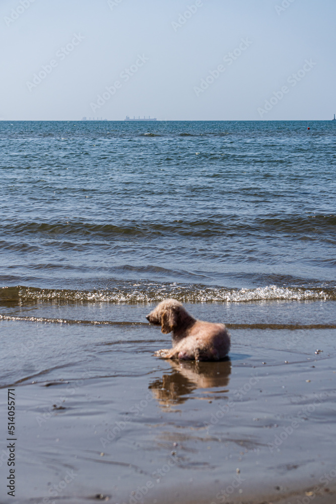 dog on the beach