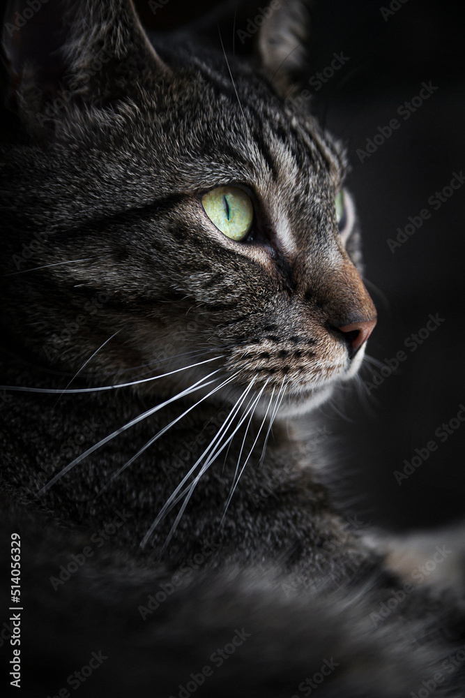 Katze grau close up
