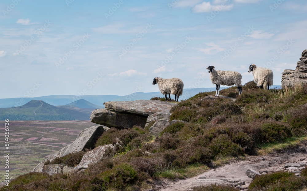 Sheep looking at the Great Ridge