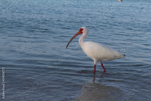 Ibis in the Water