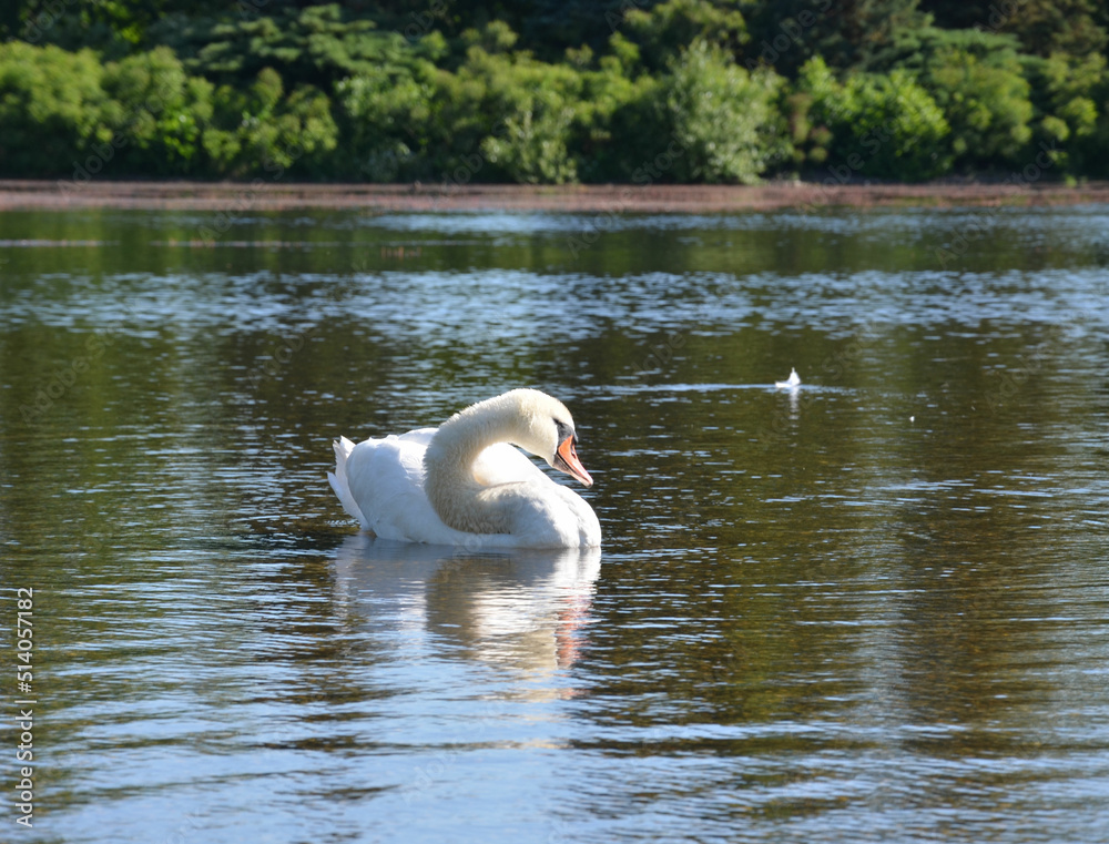 Fotografie Schwan schwimmt über den Teich