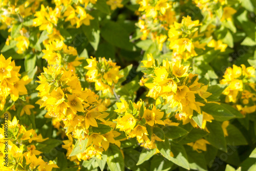 Yellow flowers of a dotted loosestrife blooms in the garden